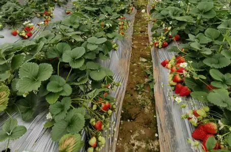 中国农技推广 中国农技推广