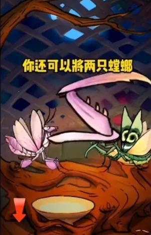 极品螳螂 极品螳螂