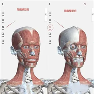 3Dbody艺用2026官方最新版本 3Dbody艺用2026官方最新版本