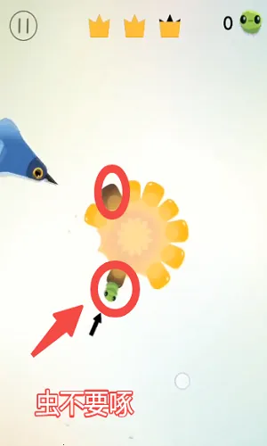 ���ĸ���pigeonpop