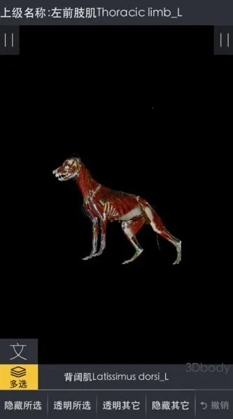 3dbody��������