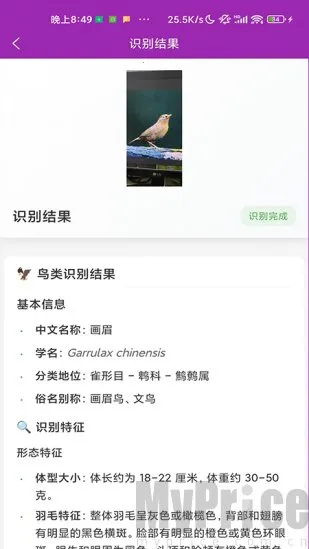 识鸟(鸟类识别工具) 识鸟(鸟类识别工具)